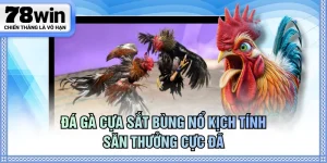 Đá gà cựa sắt